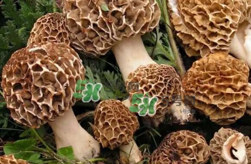 羊肚菌最大產(chǎn)地是哪兒？羊肚菌怎么泡發(fā)
