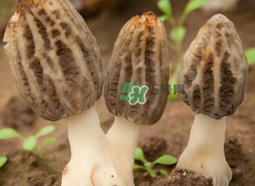 生了蟲的羊肚菌能吃嗎？羊肚菌長(zhǎng)蟲子怎么辦？