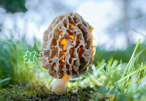 羊肚菌怎么清洗？羊肚菌怎么保存
