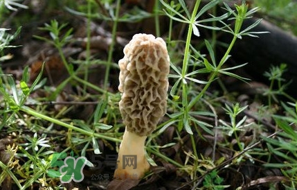 如何識別羊肚菌真假？買羊肚菌怎么挑選