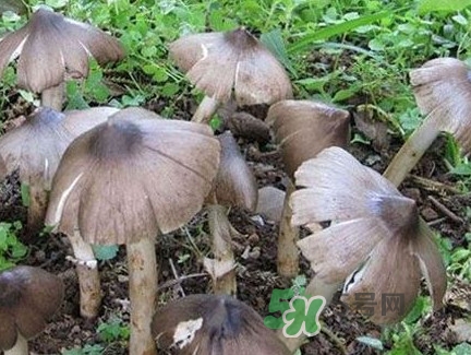 雞樅菌什么時候有？雞樅菌生長在什么地方