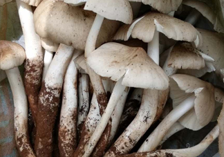 雞樅菌什么時候有？雞樅菌生長在什么地方