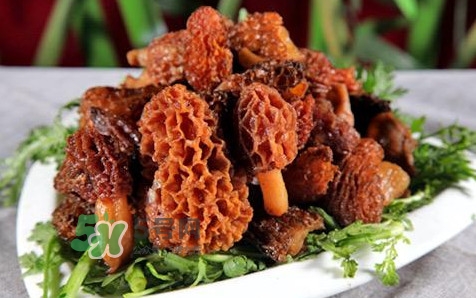 羊肚菌生長在什么地方？羊肚菌同什么煲湯最好