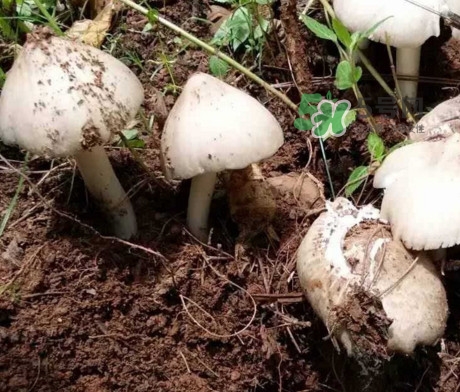 雞樅菌怎么保存？雞樅菌可以放冰箱嗎？