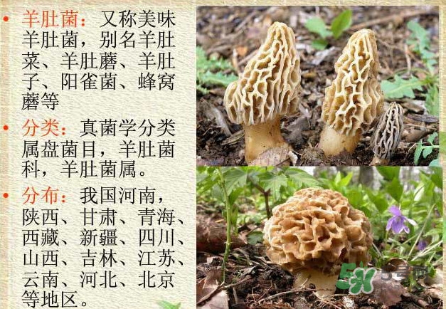 生了蟲的羊肚菌能吃嗎？羊肚菌長(zhǎng)蟲子怎么辦？