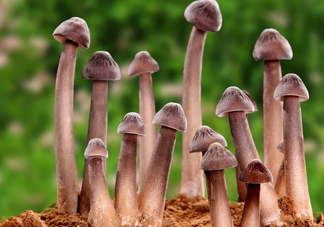 雞樅菌為什么那么貴？雞樅菌為什么離不開白螞蟻