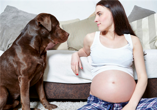 狗對孕婦的危害有哪些？狗對孕婦有影響嗎？
