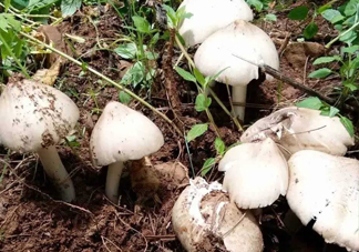 雞樅菌怎么保存？雞樅菌可以放冰箱嗎？