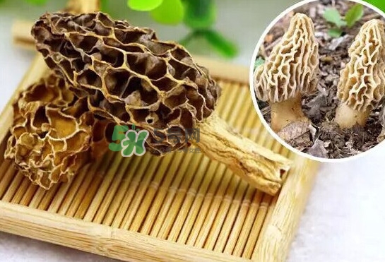 羊肚菌怎么清洗？羊肚菌怎么保存