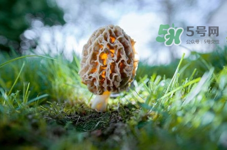 羊肚菌可以泡茶喝嗎？羊肚菌可以生吃嗎