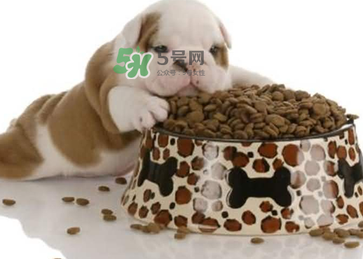 三伏天狗狗不吃飯怎么辦？三伏天狗狗不吃飯怎么回事？