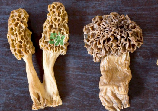 羊肚菌有假的嗎？野生羊肚菌有幾種？