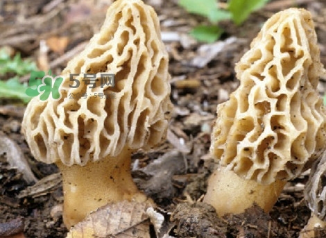 羊肚菌可以泡茶喝嗎？羊肚菌可以生吃嗎