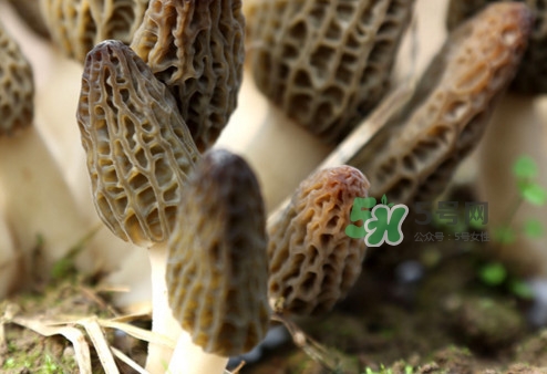 羊肚菌能泡酒嗎？羊肚菌可以炒著吃嗎？