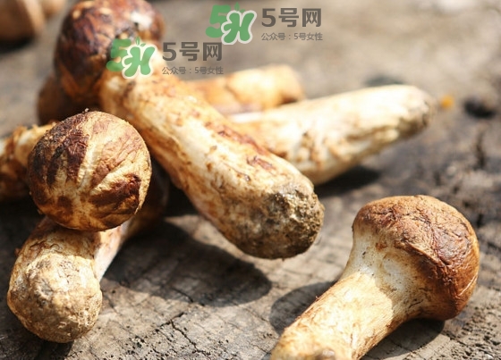 干松茸多少錢一斤？野生松茸多少錢一斤？