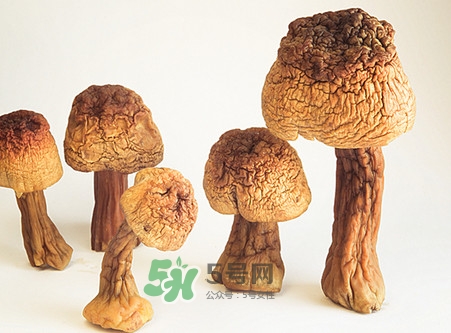 松茸是發(fā)物嗎？松茸是熱性還是涼性？