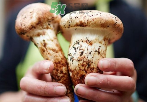 松茸什么時(shí)候吃最好？松茸什么季節(jié)有