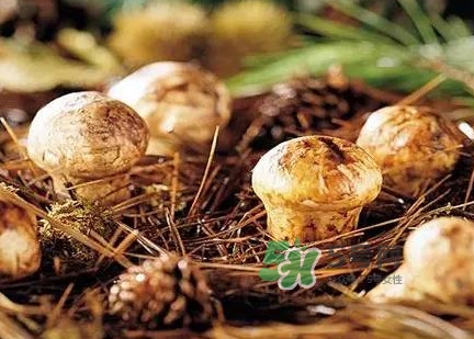 松茸什么時(shí)候吃最好？松茸什么季節(jié)有