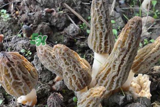 羊肚菌可以泡水喝嗎？羊肚菌可以燉鴿子嗎