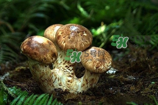 干松茸多少錢一斤？野生松茸多少錢一斤？