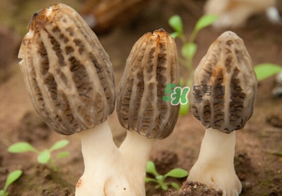 羊肚菌有假的嗎？野生羊肚菌有幾種？