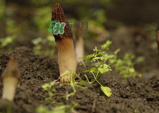 孕婦可以吃羊肚菌嗎？什么人不能吃羊肚菌