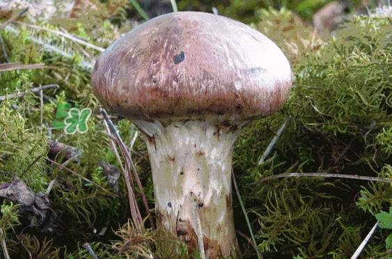 松茸是發(fā)物嗎？松茸是熱性還是涼性？