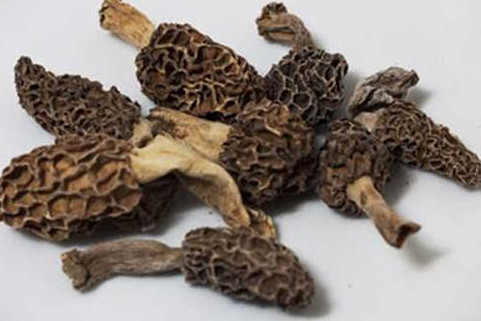 羊肚菌有毒嗎？羊肚菌可以人工種植嗎？