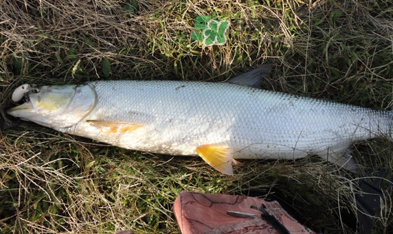 釣鳡魚(yú)用什么路亞竿好？路亞鳡魚(yú)用什么餌好