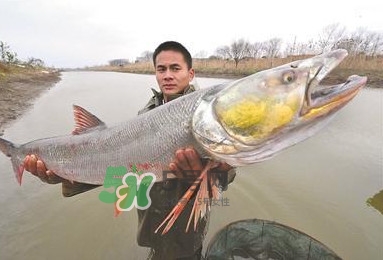 鳡魚(yú)多少錢一斤？野生鳡魚(yú)多少錢一斤