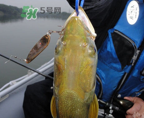 鳡魚好吃嗎？鳡魚刺多嗎
