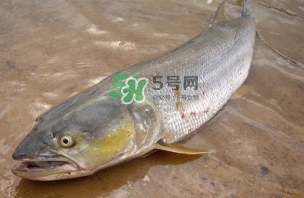 鳡魚怎么釣？鳡魚在魚缸里怎么養(yǎng)