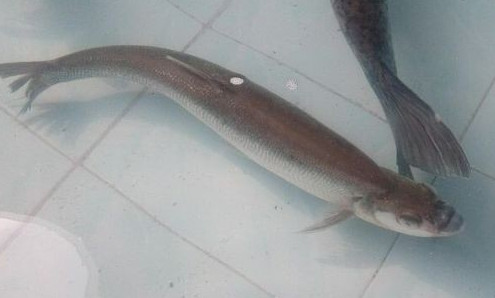 鳡魚(yú)吃什么？翹嘴魚(yú)和鳡魚(yú)有什么區(qū)別