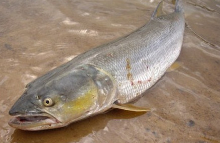 鳡魚(yú)吃什么？翹嘴魚(yú)和鳡魚(yú)有什么區(qū)別