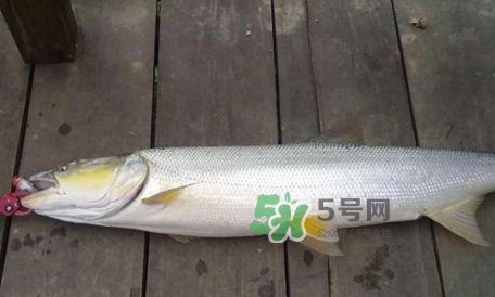 釣鳡魚(yú)用什么路亞竿好？路亞鳡魚(yú)用什么餌好