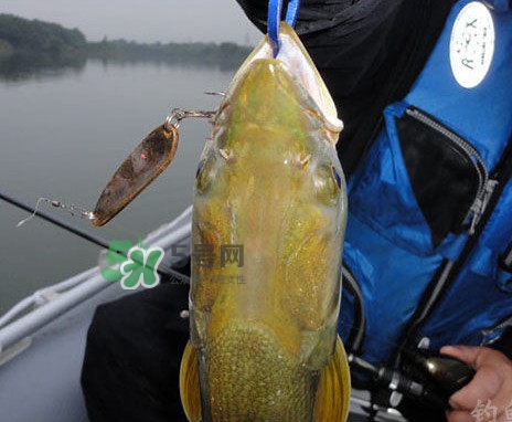 鳡魚是什么魚？鳡魚是淡水魚嗎