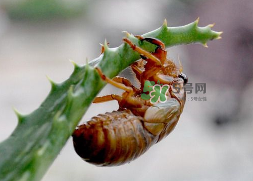 金蟬怎么保存一夜不死？怎樣保存一夜金蟬不死？