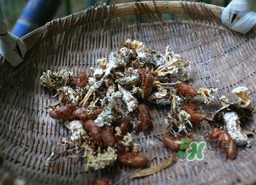金蟬花可以放在冰箱嗎？新鮮金蟬花怎么保存？