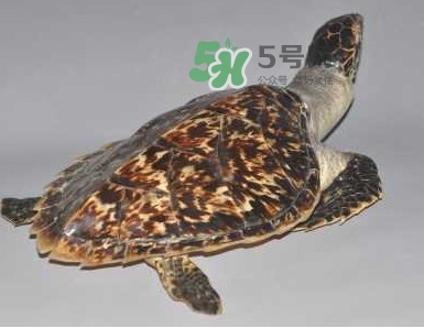 玳瑁龜好養(yǎng)嗎？養(yǎng)玳瑁龜違法嗎