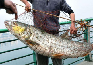 一般鳡魚(yú)能長(zhǎng)到多大？鳡魚(yú)與假鳡魚(yú)怎么區(qū)分