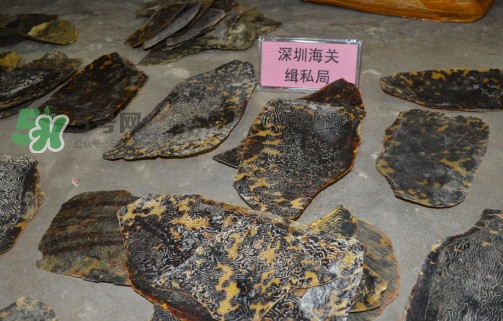 玳瑁標本有收藏價值嗎？玳瑁的功效與作用