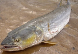 鳡魚(yú)怎么釣？鳡魚(yú)在魚(yú)缸里怎么養(yǎng)
