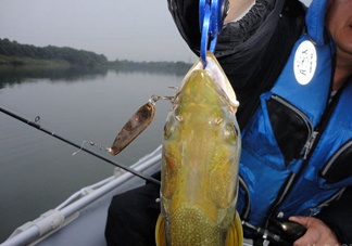 鳡魚(yú)好吃嗎？鳡魚(yú)刺多嗎