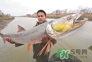 一般鳡魚(yú)能長(zhǎng)到多大？鳡魚(yú)與假鳡魚(yú)怎么區(qū)分