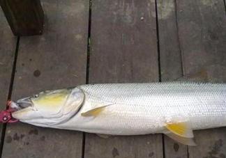 釣鳡魚(yú)用什么路亞竿好？路亞鳡魚(yú)用什么餌好