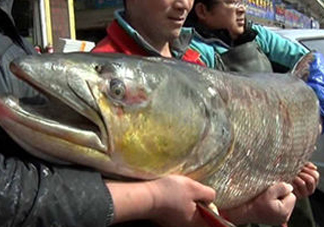鳡魚(yú)是什么魚(yú)？鳡魚(yú)是淡水魚(yú)嗎