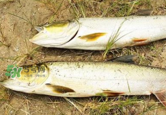 鳡魚怎么釣？鳡魚在魚缸里怎么養(yǎng)