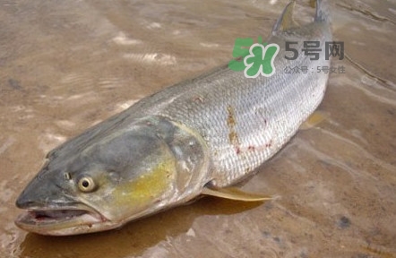 鳡魚是什么魚？鳡魚是淡水魚嗎