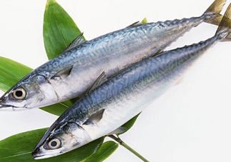 鳡魚吃什么？翹嘴魚和鳡魚有什么區(qū)別