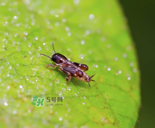 跳蚤會(huì)寄生在人身上嗎？跳蚤會(huì)在人身上存活嗎？